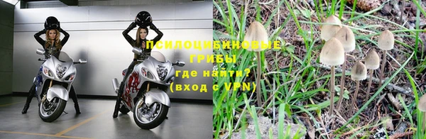 индика Новозыбков
